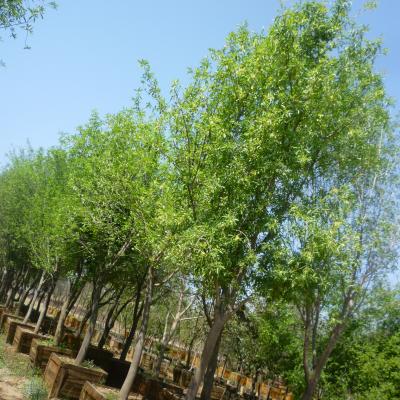 FRESNO ARIZONA/VELUTINA